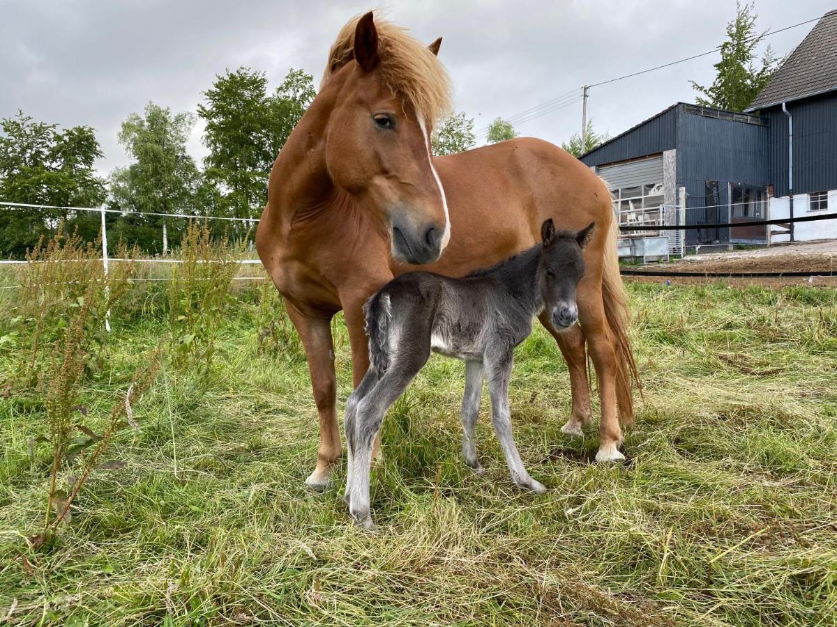 Studio - Grosses Wohn-Schlafzimmer - Dachterrasse - Kamin - Kuche - Hohes Venn - Monschau - Eifel - Hunde Willkommen Beim Hof Vierzehnender Exterior photo